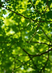 Obraz premium Horizontal shot of blurred green background vegetation of tree leaves on summer sunny day green natural environment and ecology safety bokeh green bokeh green abstract background light bright blur pat