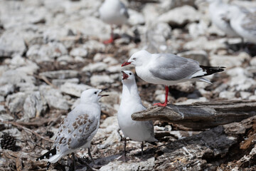 A red billed gull feeds her grown up chicks who are crying out for food.