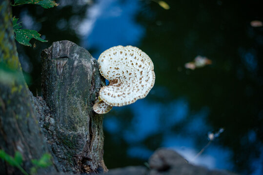 white mushroom monochromatic serena. in the background dark blue water