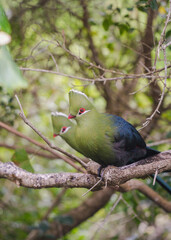 Turacos on a branch