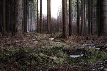 re found path in forest 