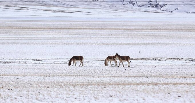 Equus kiang in high altitude grassland