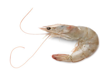 One fresh raw shrimp isolated on white, top view