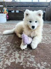 Little cute Samoyed puppy playing with a toy. White shaggy cute Samoyed close-up. Front view. 