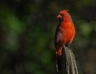 red cardinal bird