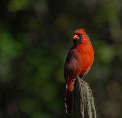 red cardinal bird