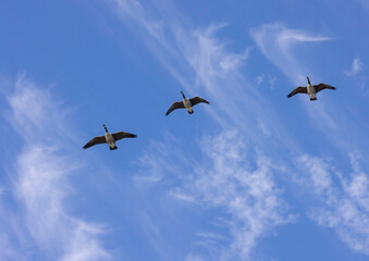 Canada Geese In Flight