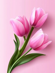 Fototapeta premium Beautiful Pink Tulips on Soft Background - A delightful arrangement of three pink tulips with lush green leaves on a soft pink background, perfect for design and decor.