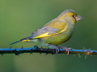 European greenfinch
