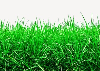 Fototapeta premium grass border seamless bright green grass photograph 