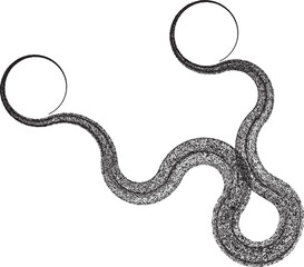 Decorative swirl of line. Roughen curved lines .Abstract flow linear fluid shapes .Curly design element. Music sound wave . Swirl calligraphic flourish divider ornament design. Curve lines Vector