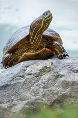 A vibrant painted hicotea turtle perched on a rock near tranquil water, showcasing stunning natural colors and patterns. A serene depiction of wildlife in its habitat, perfect for nature-themed uses.