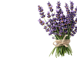 Fototapeta premium Freshly Harvested Lavender Bouquet with Twine on a White Background