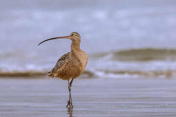 The long-billed curlew (Numenius americanus) is a large North American shorebird of the family Scolopacidae. 