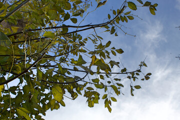 Tree in the sky 