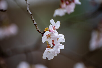 桜