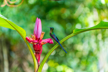 Hummingbird taking nectar from a flower