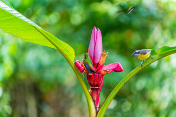 Colorful birds of Ecuador, bird observatory