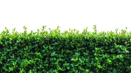 Lush green hedge garden nature scene outdoor view isolated on transparent background