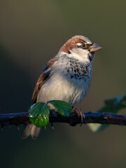 Perched House Sparrow