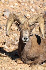 Desert Bighorn Sheep Ram in the Nevada Desert in Winter