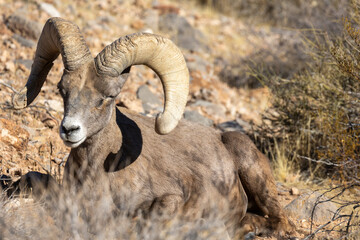 Desert Bighorn Sheep Ram in the Nevada Desert in Winter