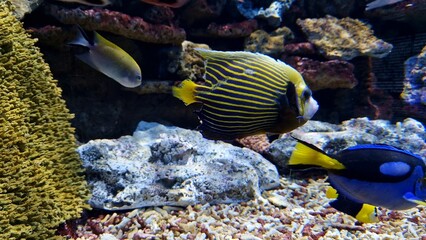 Colourful fish swim in large aquarium creating calming atmosphere Bright colours and fascinating movements make display ideal for stress relief and enjoyment Colourful aquatic life is mesmerising