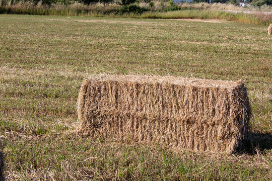 pacas de paja en el campo son un elemento ic&oacute;nico y pr&aacute;ctico de la vida rural. Estas pacas son grandes bloques de paja comprimida, generalmente formadas de tallos secos de trigo, cebada, avena