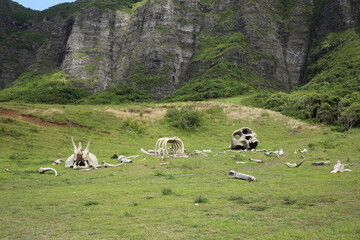 Dramatic grassy field with giant animal skeletons and towering cliffs