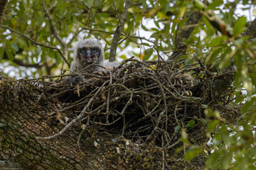 An Owlet with Piercing Eyes Stares out from its Nest in a Tree Overlooking Audubon Park in New Orleans, LA, USA