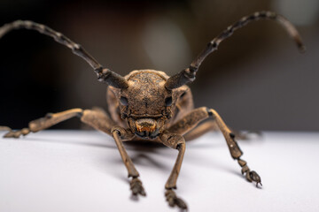 Aegosoma scabricorne