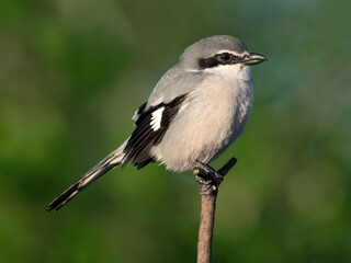 Iberian Gray Shrike