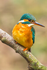 Portrait of a female Kingfisher, Scientific name: Alcedo atthis.  Colourful closeup of a Kingfisher perched on a silver birch branch and facing right.  Portrait.  Malton, UK