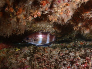 Faneca, buceando en el cantabrico