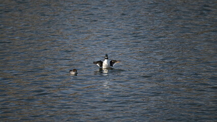 ducks in the River, winter, common goldeneye male and female