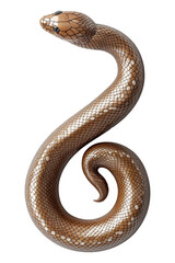 Obraz premium Glossy brown snake coiled in a spiral shape isolated on white transparent background, reptiles or wildlife, symbolizing Chinese Lunar New year