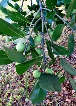 Futa CALOPHYLLUM BRASILIENSIS FAMILIA DAS CALOPHYLLACEAS, Brazilian Cerrado, in Bras&iacute;lia, Federal District of Brazil