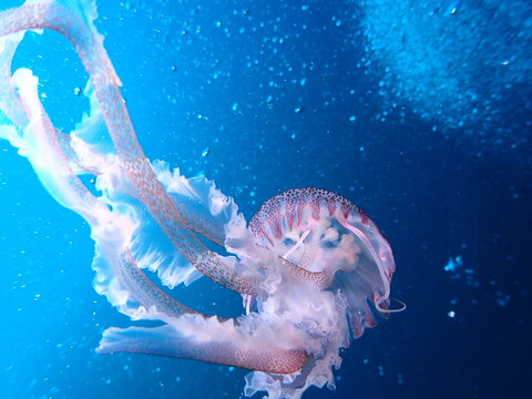 medusa, buceando en el cantabrico