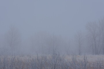 trees in the fog, winter, Fog
