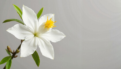 Delicate jasmine blossom isolated on neutral backdrop, floral beauty
