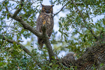 Adult Great Horned Owl Guards the Owlets' Nest on a Tree Branch in Audubon Park, New Orleans, LA,...
