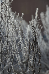 Viele grfrohrende Gräser die durch voller kleiner Eiskristalle sind und sich im Wind wiegen.