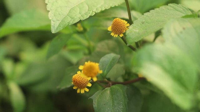 Acmella ciliata (Kunth) Cass. Flower, Traditionally used in the treatment of gum troubles, scurvy, scabies and rheumatism.