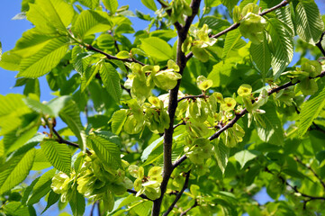 Elm (Ulmus) twig with leaves and flowers