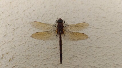 A dragonfly sits on the plastered wall of a building. It has spread all its wings