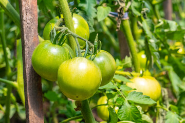 tomato bush with green fruits during ripening