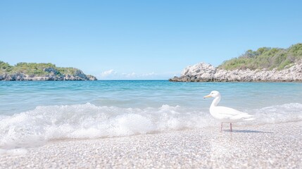 Fototapeta premium White seagull on beach, clear sea, island background; travel, tourism