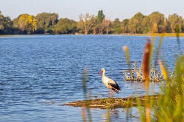 white stork on the bank of a river with blue water in summer on a sunny day