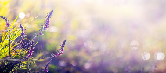 lavender field in the rays of the morning sun – delicate purple blooms among green grass, bathed in warm light