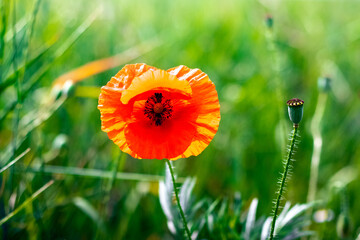 Big red poppy flower on a background of green grass